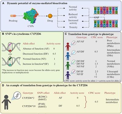Designing cytochrome P450 enzymes for use in cancer gene therapy